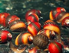 Swimming creatures assorted for sale  Delivered anywhere in USA 