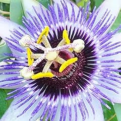 Passiflora damsel delight for sale  Delivered anywhere in UK