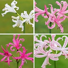 Thompson morgan nerine for sale  Delivered anywhere in UK