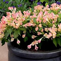 Weigela summer peach for sale  Delivered anywhere in UK