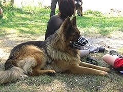 Museau champion chiens d'occasion  Livré partout en France