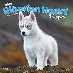 Siberian husky puppies for sale  Delivered anywhere in UK