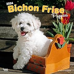 Bichon frise puppies for sale  Delivered anywhere in UK
