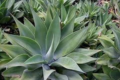 Drachenbaum agave schwanenhals gebraucht kaufen  Wird an jeden Ort in Deutschland