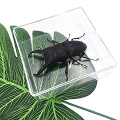 Cased stag beetle for sale  Delivered anywhere in USA 