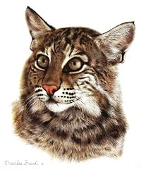 Charles frace bobcat for sale  Delivered anywhere in USA 