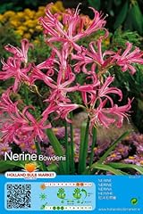 Blumenzwiebel raritäten nerin gebraucht kaufen  Wird an jeden Ort in Deutschland