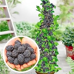 Säulen brombeeren navaho gebraucht kaufen  Wird an jeden Ort in Deutschland