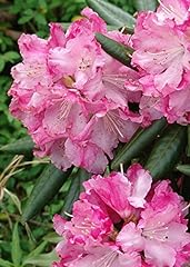 Southgate brandi rhododendron for sale  Delivered anywhere in USA 