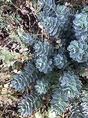 Donkey tail spurge for sale  Delivered anywhere in USA 