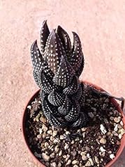 Portal cool haworthia usato  Spedito ovunque in Italia 