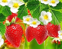 Albion strawberry plants for sale  Delivered anywhere in USA 