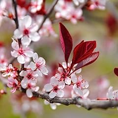 Chuxay garden prunus for sale  Delivered anywhere in USA 