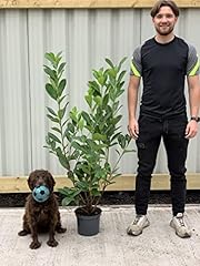 Established cherry laurel for sale  Delivered anywhere in UK