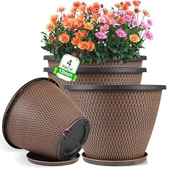 Inch pots plants for sale  Delivered anywhere in USA 