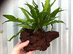 Dennerle java fern for sale  Delivered anywhere in Ireland