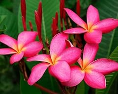 Plumeria rubra plug for sale  Delivered anywhere in UK