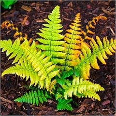 Fern hardy dryopteris for sale  Delivered anywhere in UK