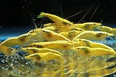 Neon yellow shrimp for sale  Delivered anywhere in USA 