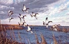 David maass canvasbacks for sale  Delivered anywhere in USA 