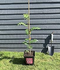 Rowan mountain ash for sale  Delivered anywhere in UK