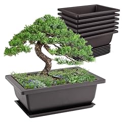 Idota stück bonsai gebraucht kaufen  Wird an jeden Ort in Deutschland