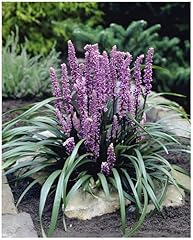 Liriope muscari purple gebraucht kaufen  Wird an jeden Ort in Deutschland