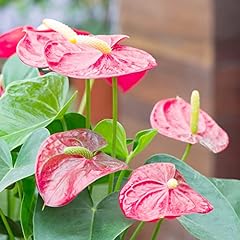 Anthurium seeds flamingo for sale  Delivered anywhere in USA 