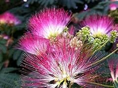 Tropical looking mimosa for sale  Delivered anywhere in USA 