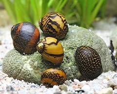 Aquatics batik snail for sale  Delivered anywhere in UK