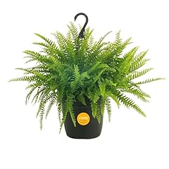 Costa farms boston for sale  Delivered anywhere in USA 