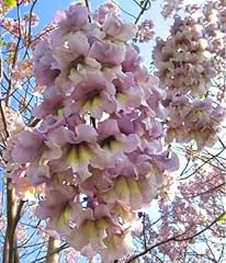 450 paulownia fortunei for sale  Delivered anywhere in USA 