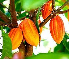 Fresh cacao seeds for sale  Delivered anywhere in USA 