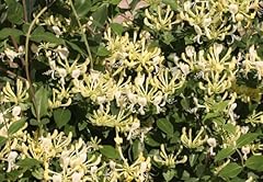 Scentsation honeysuckle proven for sale  Delivered anywhere in USA 