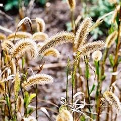 German foxtail millet for sale  Delivered anywhere in USA 