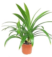 Pandan leaves live for sale  Delivered anywhere in USA 
