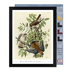 American sparrow hawk for sale  Delivered anywhere in USA 