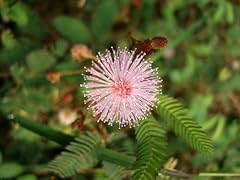 Seed flower mimosa for sale  Delivered anywhere in UK