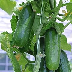 Cucumber plug plants. for sale  Delivered anywhere in UK