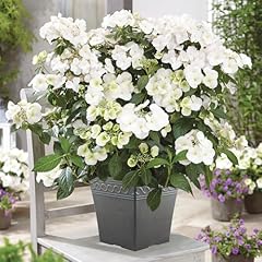 Yougarden hydrangea runaway for sale  Delivered anywhere in UK