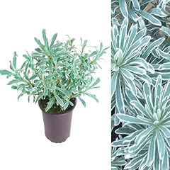 Euphorbia glacier blue for sale  Delivered anywhere in UK