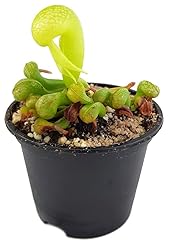 Fangblatt darlingtonia califor gebraucht kaufen  Wird an jeden Ort in Deutschland