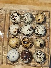 Dozen coturnix quail for sale  Delivered anywhere in USA 