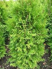 Brabant lebensbaum thuja gebraucht kaufen  Wird an jeden Ort in Deutschland