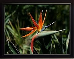 Bird paradise 8x10 for sale  Delivered anywhere in USA 
