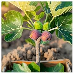 Fig tree little for sale  Delivered anywhere in UK
