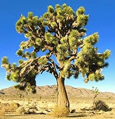 Yucca brevifolia joshua usato  Spedito ovunque in Italia 