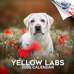 2024 2025 labrador for sale  Delivered anywhere in USA 