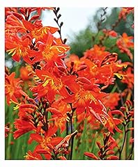 Prince orange crocosmia for sale  Delivered anywhere in USA 