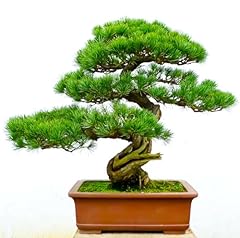 White pine bonsai for sale  Delivered anywhere in USA 